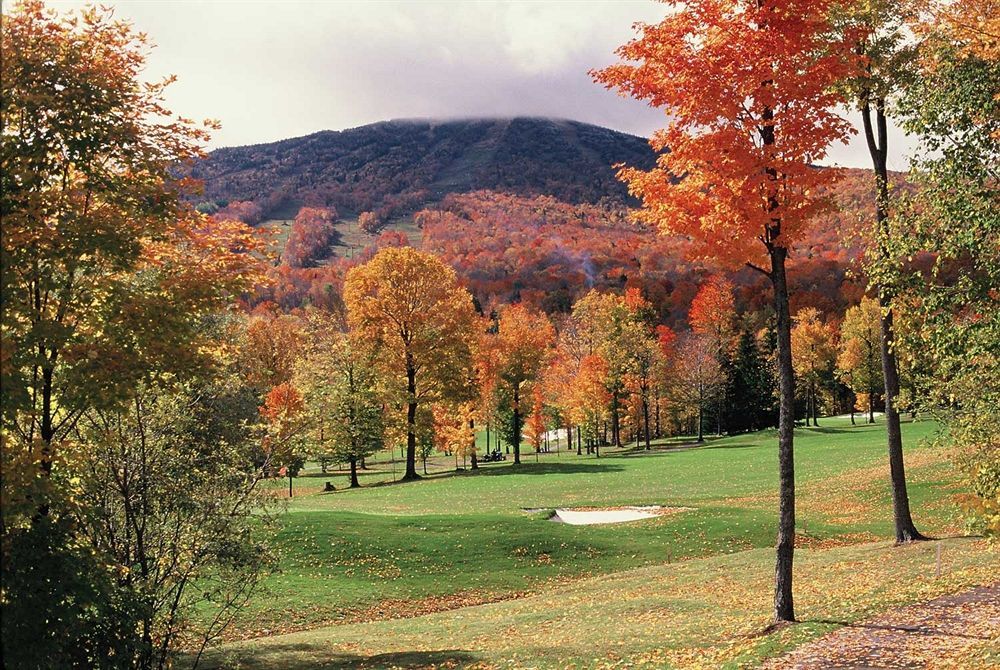 The Black Bear At Stratton Mountain